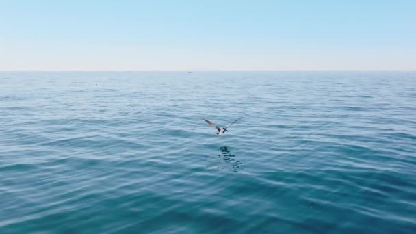 Ruskean pelikaanin hidas liike lentää pitkin upeaa sinistä valtamerta. — kuvapankkivideo