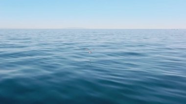 Kanatlarını açıp su yüzeyinin üzerinde uçan bir kuşun havadan görünüşü.