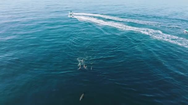 Sportsmen freestyling on waverunners, surrounded bydolphins and fur seals — Stock Video