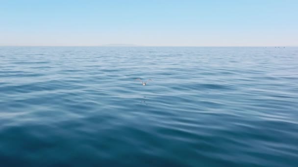 Vista aérea de un pájaro extendiendo sus alas y volando sobre la superficie del agua — Vídeos de Stock