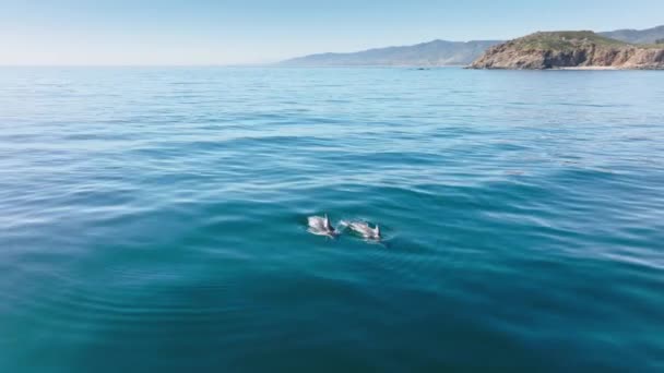 La fascinante belleza natural de la costa del Pacífico con una vaina de delfines nadando — Vídeos de Stock