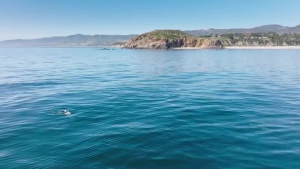 Vista aérea de delfines nadando en aguas azuladas del océano — Vídeos de Stock