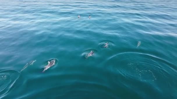 Belos animais no ambiente natural de paisagem marinha cristalina — Vídeo de Stock