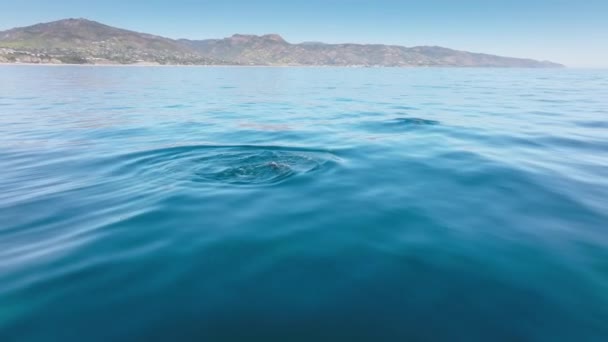 Mořští savci aktivita v hlubokých vlnách s krásným pobřežím v pozadí — Stock video