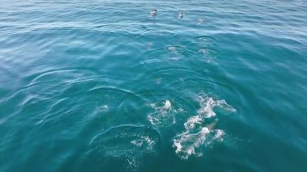 Droneopptak av endemiske stillehavsarter av delfiner og pelsseler som svømmer – stockvideo