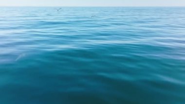 Mavi okyanus sularında balık avlayan zeki memeliler yukarıdan görüldüğü gibi.