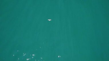 Yüzeyde dalgalanmalar olan berrak gök mavisi deniz manzarasının insansız hava aracı görüntüleri.