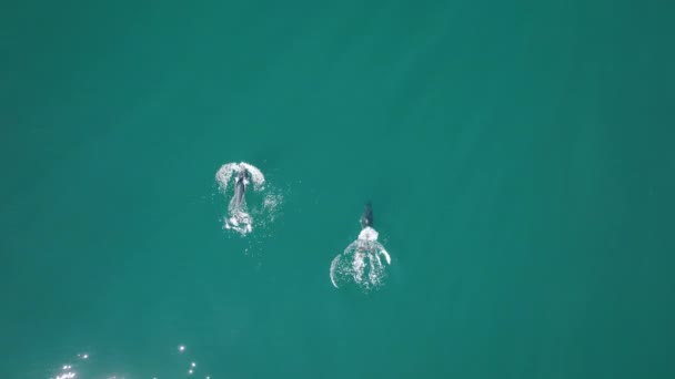 Nagranie drona pokazuje piękne fale słoneczne przeciwko spokojnym zielonym falom morskim — Wideo stockowe