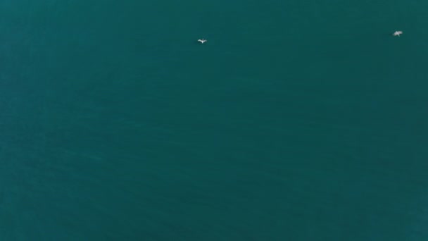 Veduta aerea della caccia agli uccelli marini bianchi in acque aperte. — Video Stock