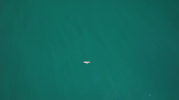 驚くべき美しさの鳥-アルバトロス、強大な緑の海の上を飛ぶ — ストック動画