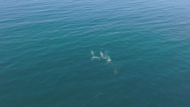 Flygfoto av tre gråvalar som simmar i havsvatten — Stockvideo