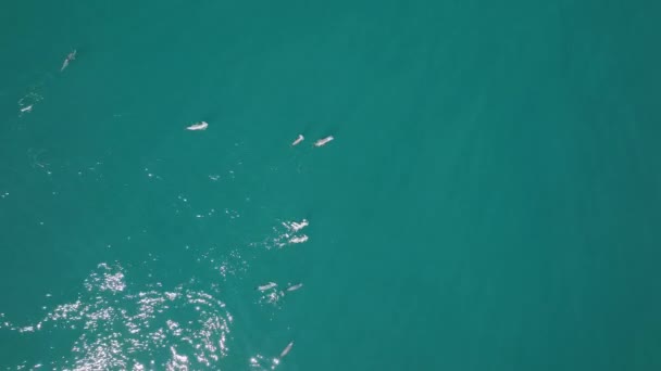 Focas de piel y delfines buceando juntos en las hermosas aguas del océano — Vídeos de Stock