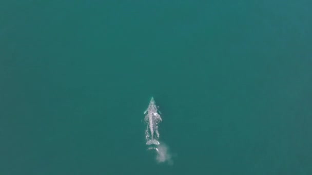 Vízi emlősök vándorlása a nyugodt kék tenger mentén, napsugaras hullámokkal — Stock videók