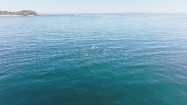 Δελφίνια και γούνες φώκιες κατά τη διάρκεια της αλιείας με άλμπατρος και πελεκάνους που πετούν πάνω από — Αρχείο Βίντεο