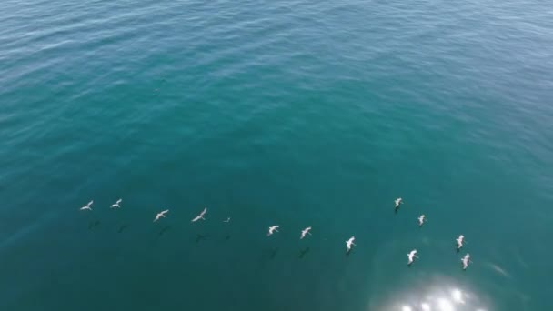 Vista aérea de aves y mamíferos capturando presas con paisaje costero detrás — Vídeos de Stock