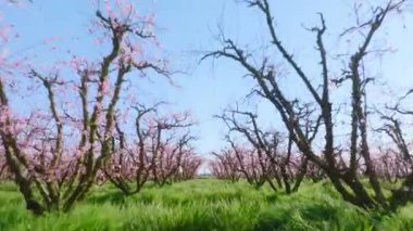 Uzak kırsal kesimdeki çiçek açan meyve bahçesinin insansız hava aracı görüntüleri.