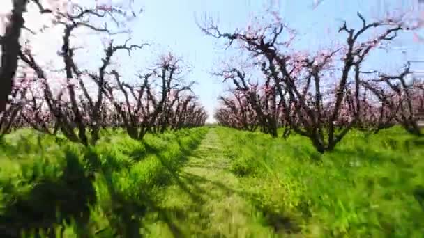 Estação de primavera deslumbrante na área rural remota em uma manhã ensolarada — Vídeo de Stock