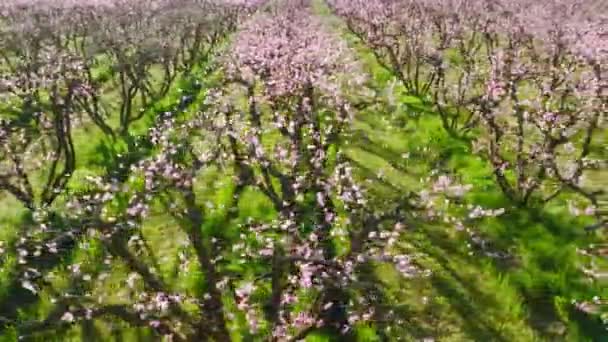 Close-up tiro de belas flores rosadas em ramos de amendoeiras — Vídeo de Stock