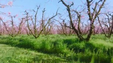 Renkli bitkiler ve yemyeşil çimlerle dolu, uçuk manzaralı bir yer.