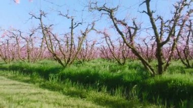 İlkbaharın başlarında, temiz mavi ufuk çizgisinin altında güzel, el değmemiş doğa.