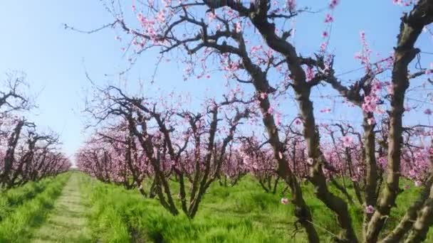 Jardim florescente remoto de beleza natural surpreendente durante a primavera — Vídeo de Stock