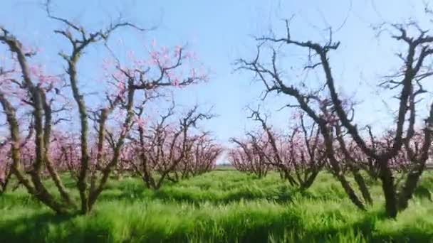 Beleza fascinante do jardim floral com flores rosadas em ramos — Vídeo de Stock