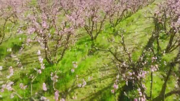 Imagens de drones de linhas iguais de amendoeiras dentro de uma fazenda durante a primavera — Vídeo de Stock