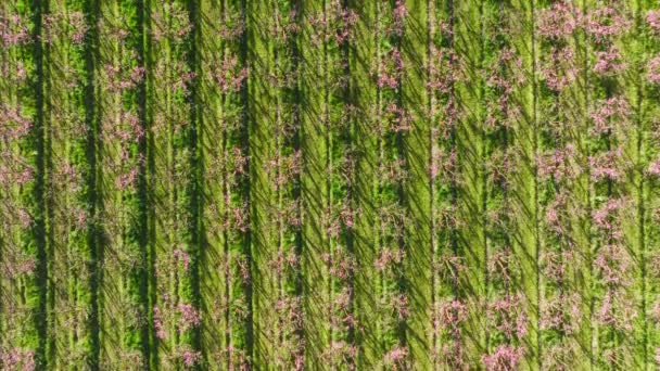 Flygfoto ovan blommande fruktträdgård omgiven av levande grönt gräs — Stockvideo