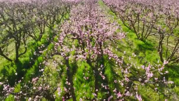 Vista aérea da paisagem agrícola colorida dentro do pomar de amêndoa — Vídeo de Stock