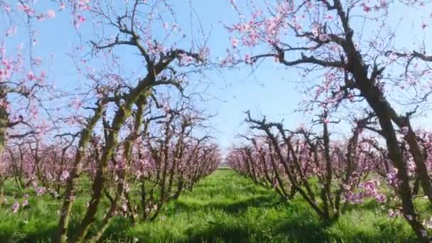 Filmagem aérea de fileiras iguais de colheita agrícola de flores rosadas de amêndoa — Vídeo de Stock