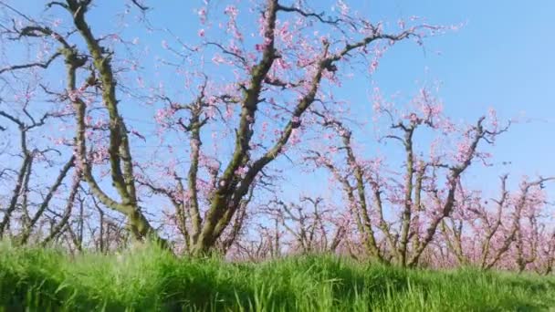 Filmagem aérea de pomar intocado remoto dentro da fazenda agrícola de amêndoa — Vídeo de Stock