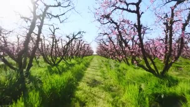 Imagens de drones de paisagem natural encantadora com culturas de amêndoa dentro da fazenda orgânica — Vídeo de Stock