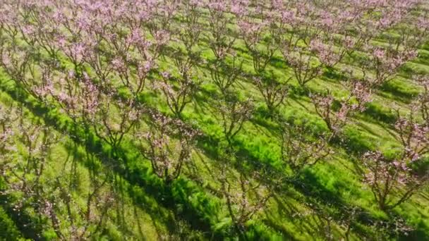 Enorme granja agrícola con pinky árboles florecientes como se ve desde arriba — Vídeos de Stock