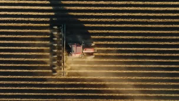 Imágenes aéreas de maquinaria agrícola trabajando en el campo, vista superior — Vídeos de Stock