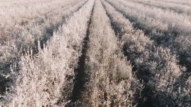 La belleza natural de los árboles en flor en primavera en la remota granja rural — Vídeos de Stock