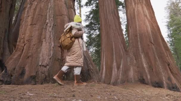 在红杉国家公园的最大的树上散步的慢动作女游客 — 图库视频影像