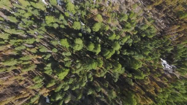 Matin ensoleillé sur une forêt dense de sapins dans le parc national Sequoia — Video