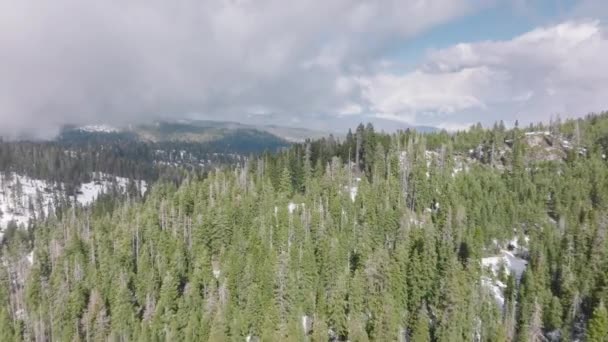 Luchtfoto van dicht dennenbos in recreatiegebied van het nationaal park Sequoia — Stockvideo
