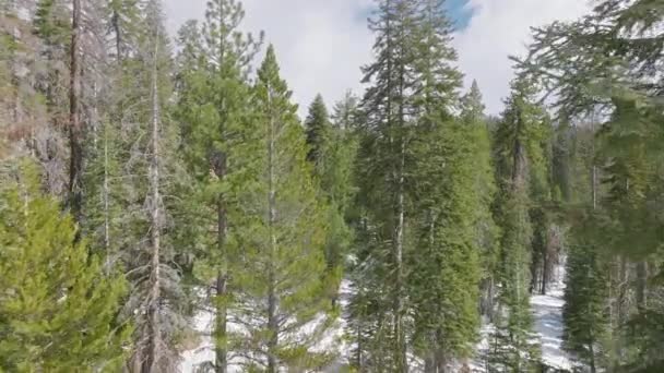 Drohnenaufnahmen zeigen malerischen grünen Tannenwald in einer verschneiten Winterlandschaft — Stockvideo