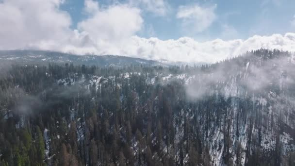 Légi kilátás fenyőfák rekreációs területén sűrű erdők, mint fentről — Stock videók