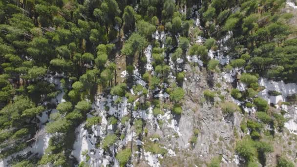 Сценический вид массивных лесов секвойи в Национальном парке в Калифорнии — стоковое видео