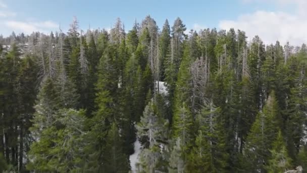 Silvestre pacífico y tranquilo de bosque denso visto desde arriba — Vídeos de Stock