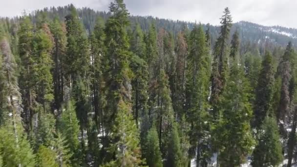 Árvores maciças verdes exuberantes ao longo de encostas nevadas dentro da natureza pitoresca — Vídeo de Stock