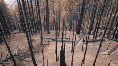 Ormanda yanmış toprak boyunca sekoya ağaçlarının çıplak ve kırık gövdeleri