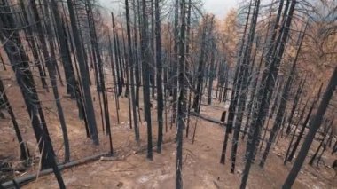 Yukarıdan görüldüğü üzere alevlerle yaralanan köknar ormanının insansız hava aracı görüntüleri.