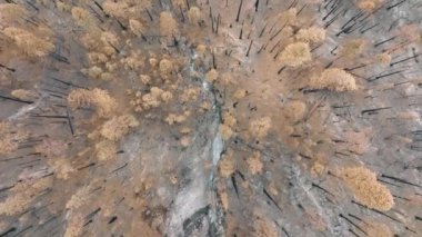 Sabah sisi çam ağaçları arasında bir çayırda