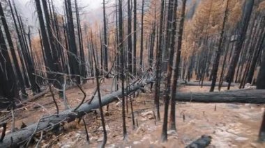 Dik yamaçlardaki yangından sonra küçük ve orta büyüklükteki ağaçlar