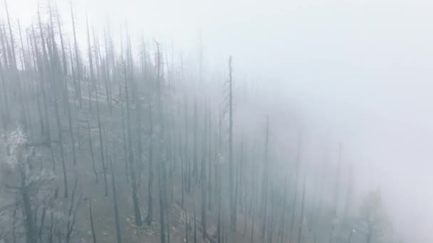 Terreno quemado con bosque de abeto masivo a través de laderas empinadas — Vídeo de stock