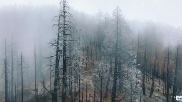 Drone beelden van dikke ochtendmist boven Redwood Forest Downhill — Stockvideo