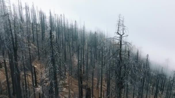 Luchtfoto van mistige skyline boven kale sequoia stammen — Stockvideo